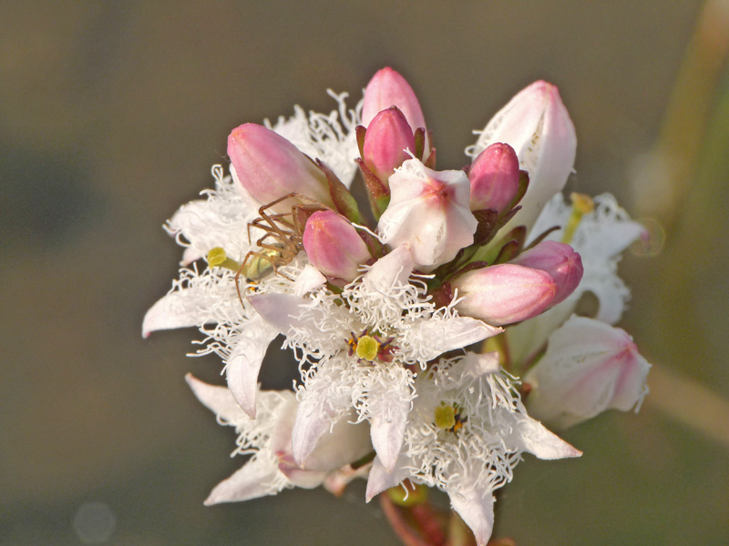 Menyanthes trifoliata / Trifoglio fibrino